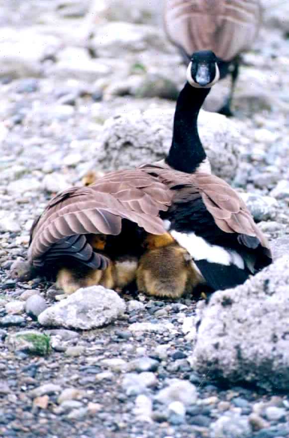 can-goose