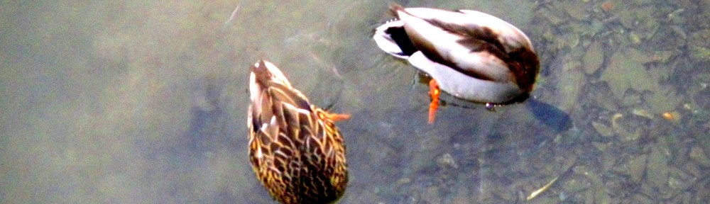 cropped-imgp2968.jpg