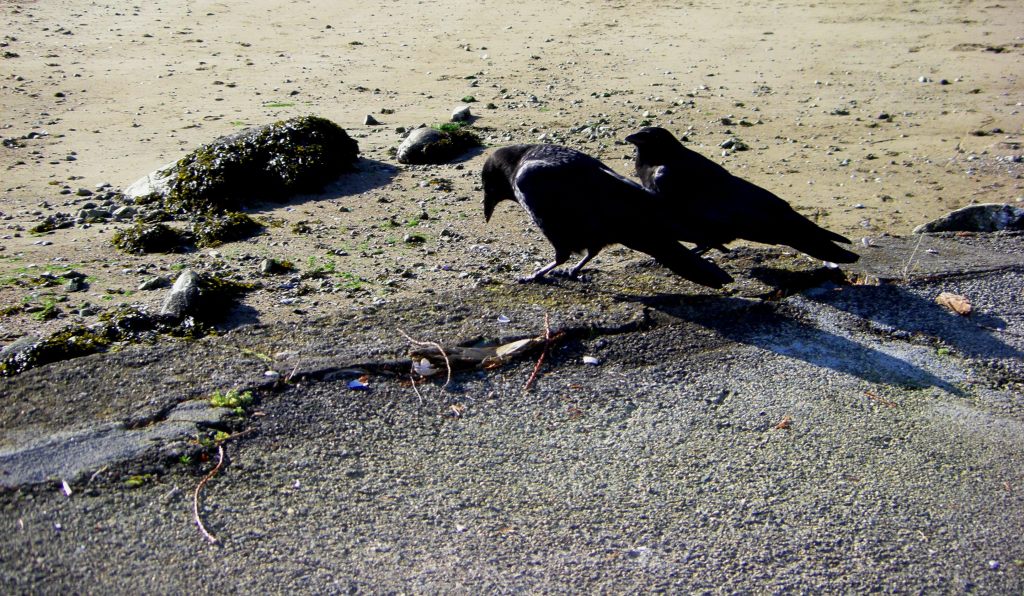 across from Vancouver, there are many more mini and bigger sections of oceanfron seawall, with all kinds of 'wild' and 'tame' life - these two were chatting and gesturing about some important waterfront events at Eagle Harbour.