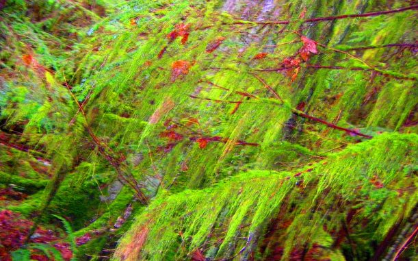 Fairy Wilderness in spring, hiding under soft green of old man's beard.