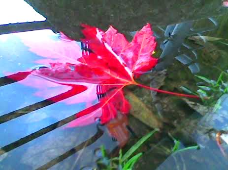 NovMaple-1