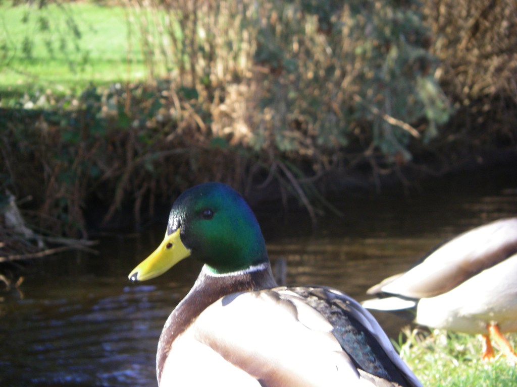 MR.MALLARD